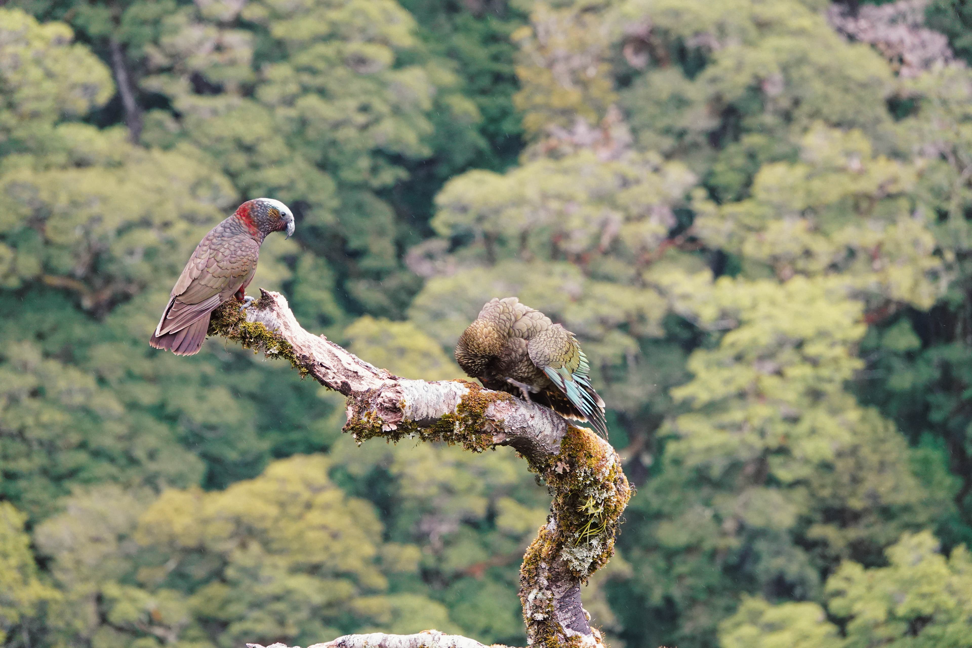 Top Places to go Birding South Island New Zealand