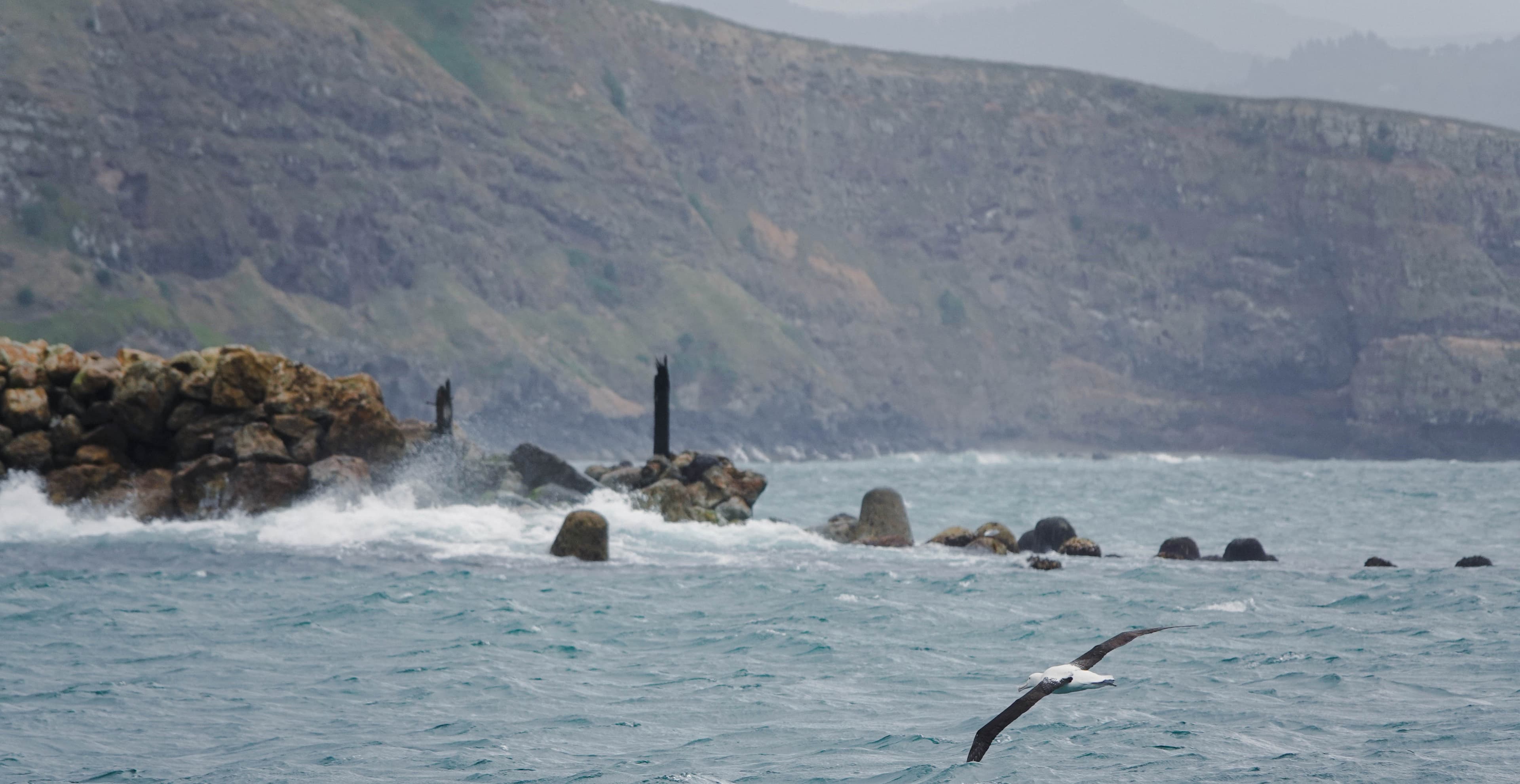 Scenic view of Otago Peninsula coastline with Royal Albatross