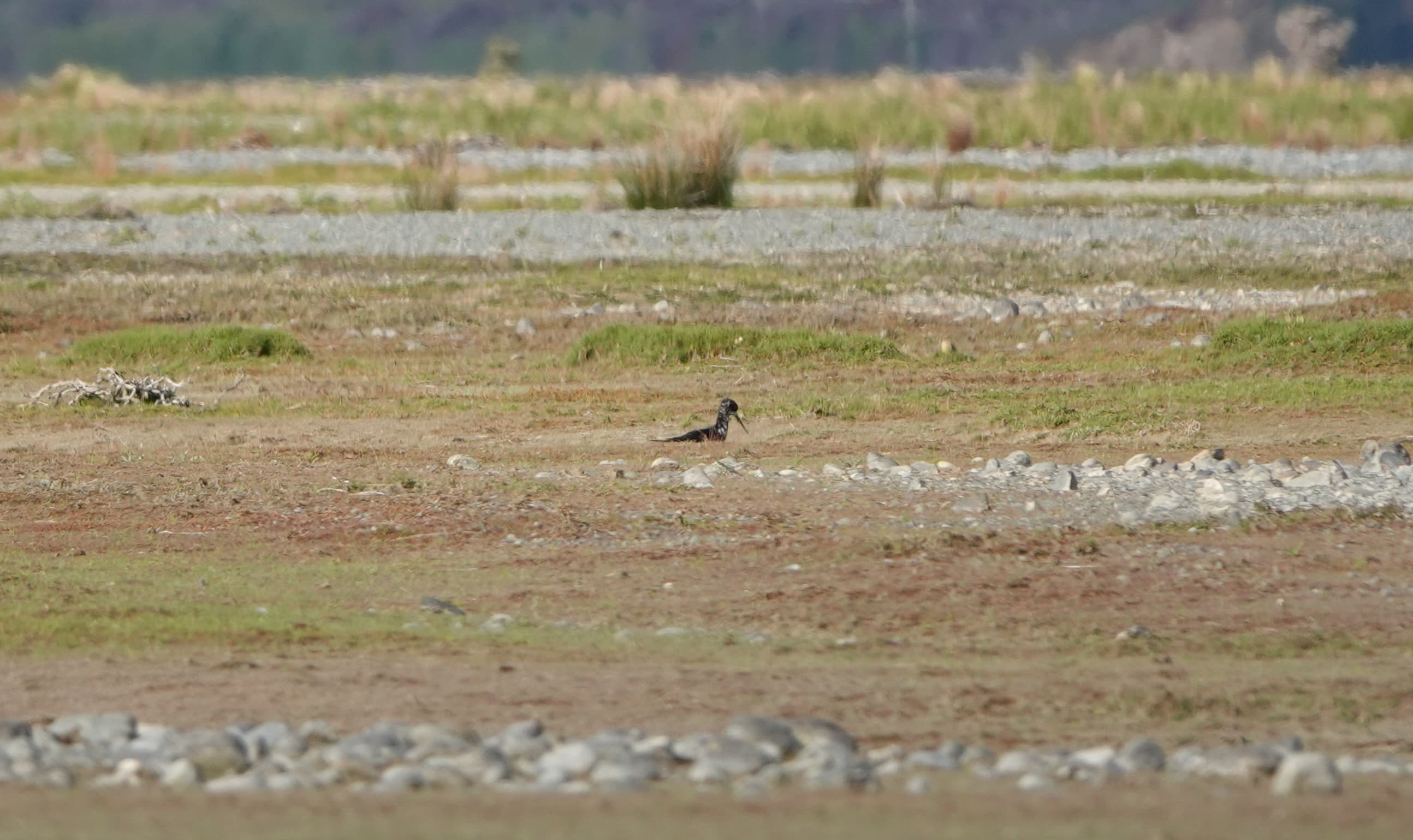 Rare Black Stilt (Kakī) wading in the Tasman River