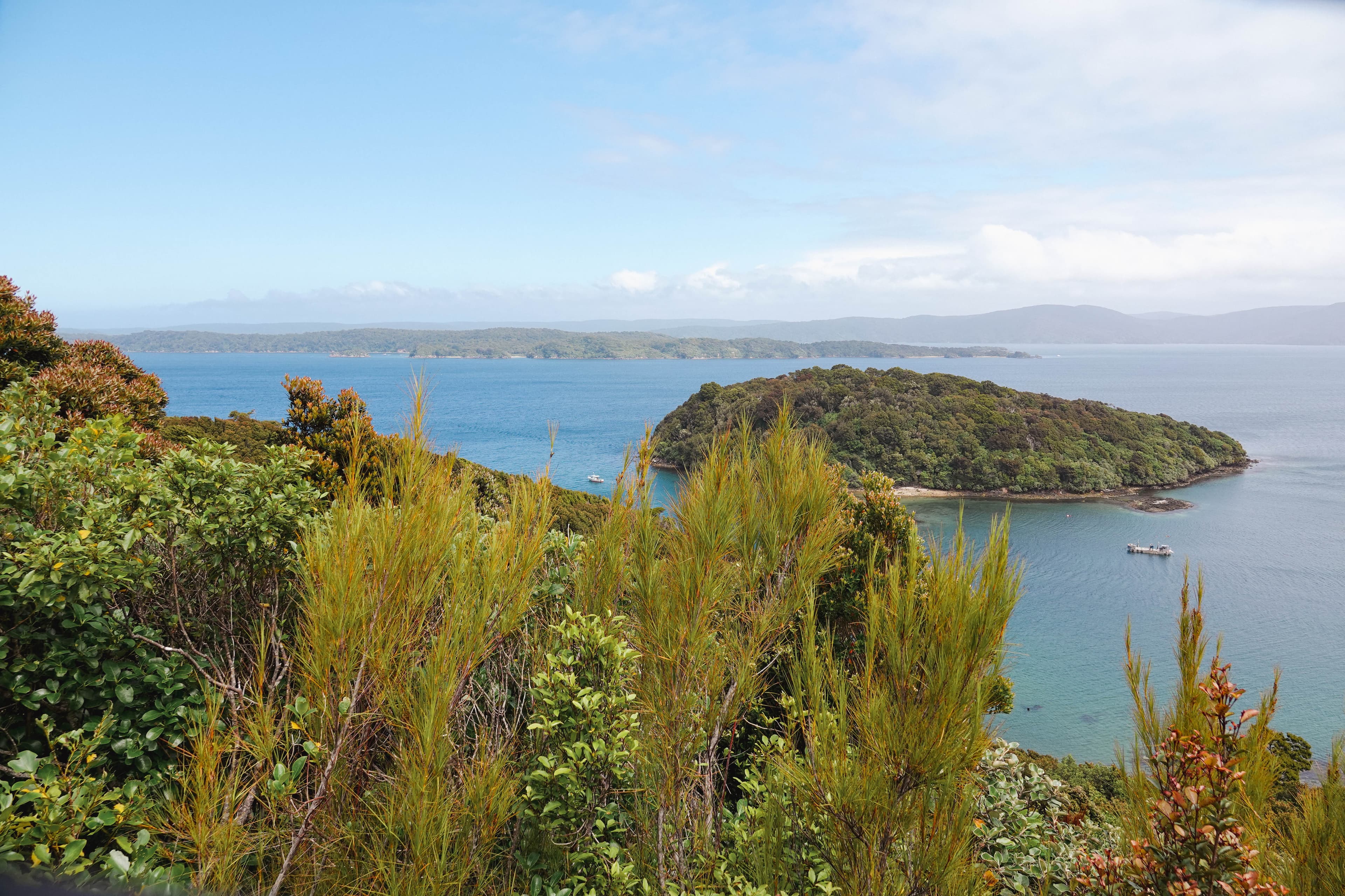 Scenic coastal view of Stewart Island with native forest meeting the sea