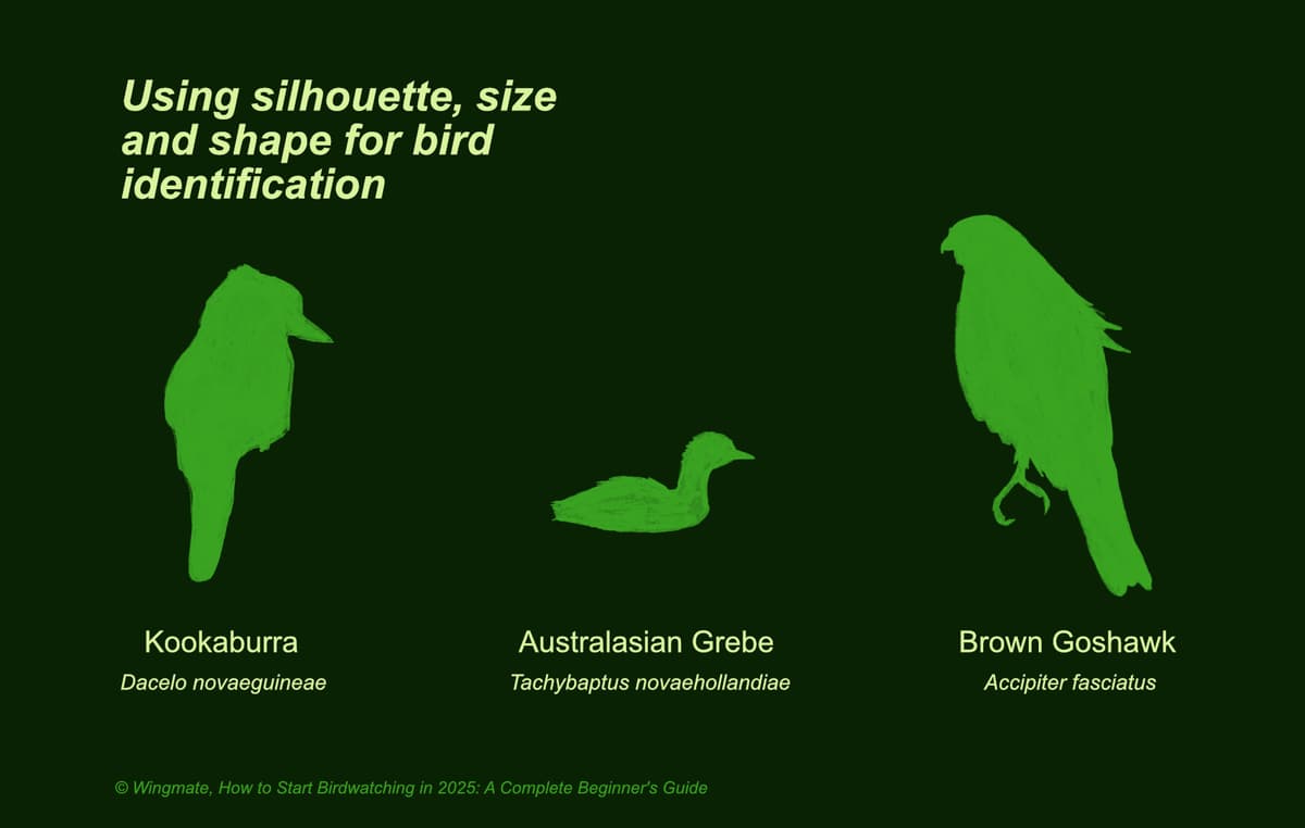 Bird silhouette identification guide